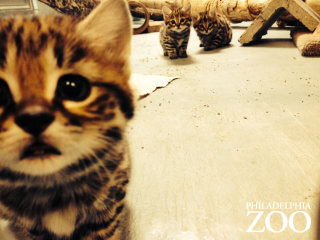 Illustration for article titled ZOMG UPDATE ON BABY BLACK-FOOTED DRAGON CATS